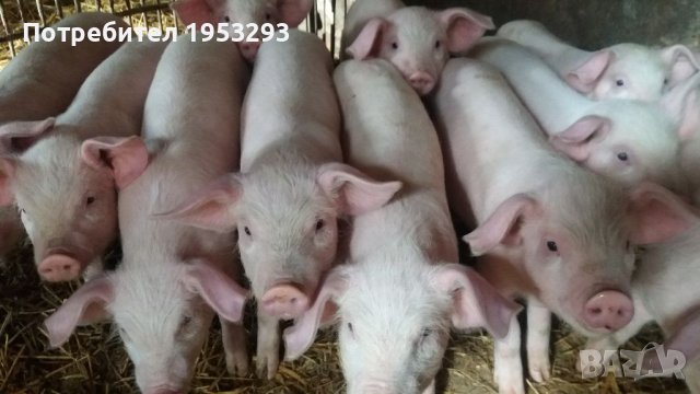 Прасета елитни българска бяла, снимка 3 - Прасета - 42480237