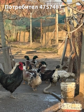 Патици, снимка 3 - други­ - 54165042