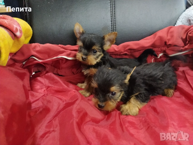 Мини йоркширски териери, снимка 2 - Йоркширски териер - 51977621