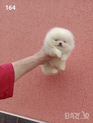 Чисто бели мини Померани. Реални снимки !!!, снимка 17 - Померан - 53883222