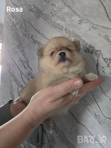 Продавам померани , снимка 5 - Померан - 52681968