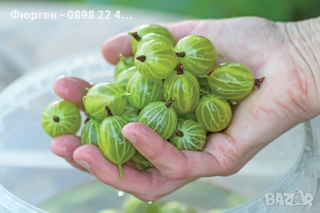 Цариградско грозде- Бяло и червено