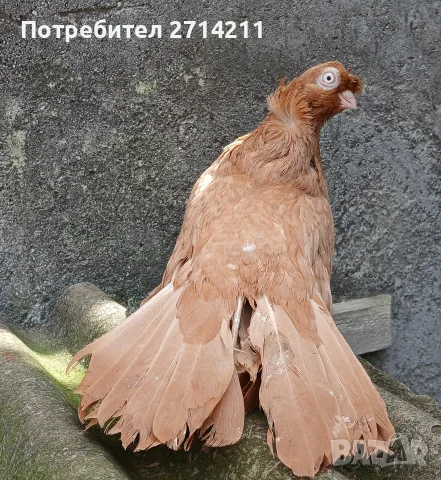 Добрички месни гълъби, снимка 4 - Гълъби - 33805614