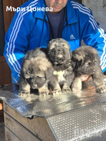 кавказка овчарка , снимка 3 - Кавказка овчарка - 53046041