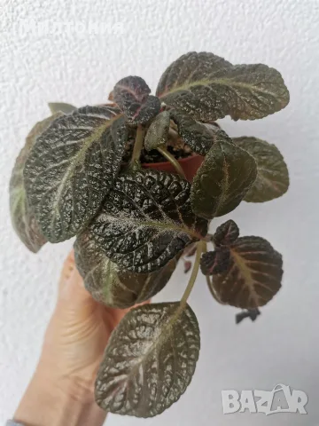 еписция episcia sun gold , снимка 3 - Стайни растения - 56280994