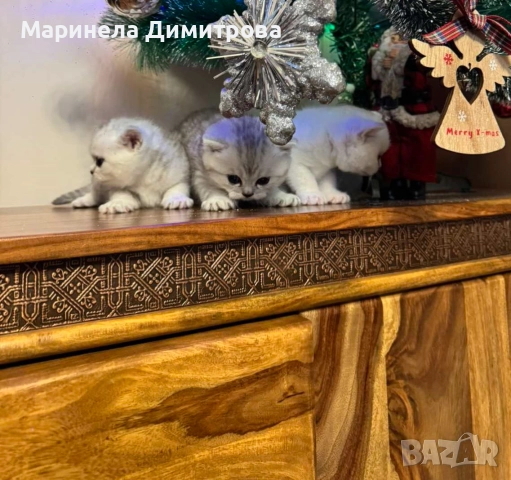 Малки сладки пухкави сребърни британчета.