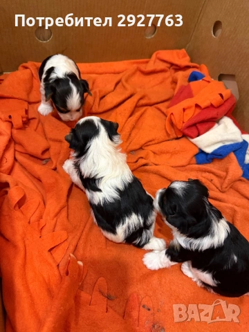 Бивер йоркширски териер, снимка 2 - Йоркширски териер - 54076207