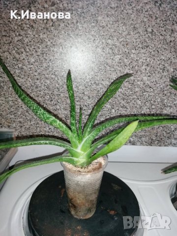 Цветя, сукуленти - Хавортия, Каланхое, Алое, Граптопеталум, снимка 9 - Стайни растения - 38404349