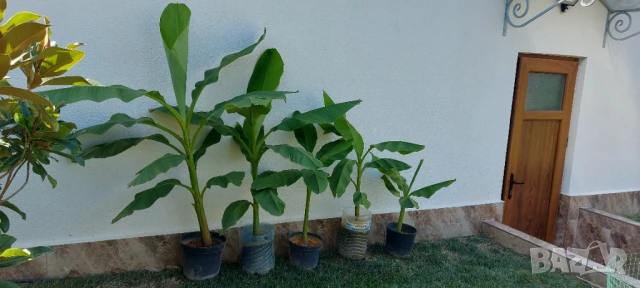 Студеноустойчиви Банани Муса Баджо , снимка 4 - Градински цветя и растения - 51379805