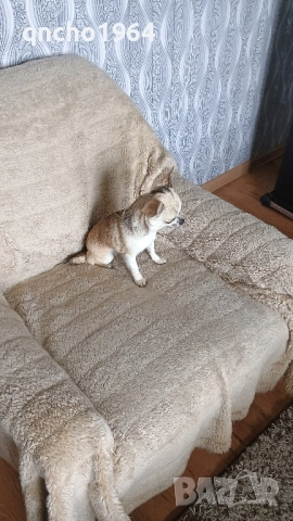 чихуахуа женска , снимка 2 - Чихуахуа - 52379260