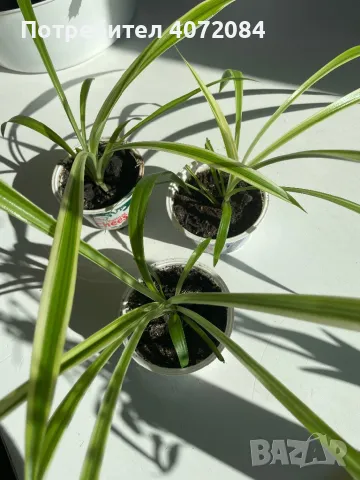 Хлорофитум, най-добре пречистващото въздуха растение