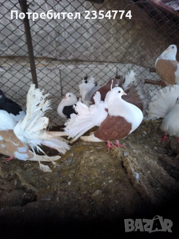 гьлаби, снимка 2 - Гълъби - 53024732