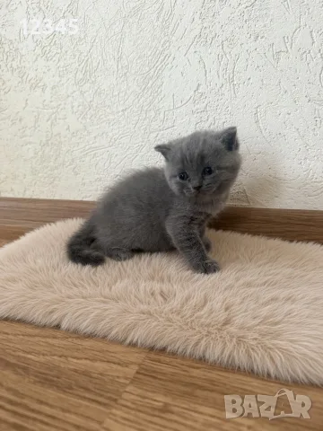 Чистокръвни британски котенца