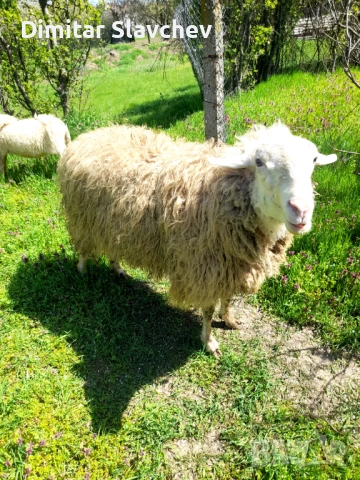 Продавам овце агнета шилета общо икочове общо 16 бройа 2850 евро на куп, снимка 2 - Овце - 54229624