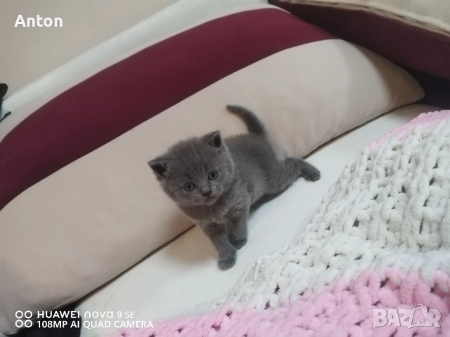 Британски котета, снимка 4 - Британска късокосместа - 52566124