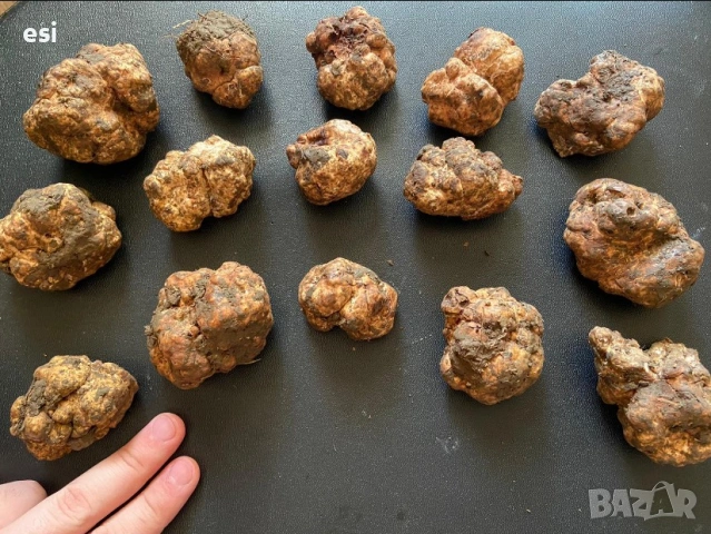 Пресни трюфели – TUBER BORCHII (Бял пролетен трюфел), снимка 3 - Други - 53287183