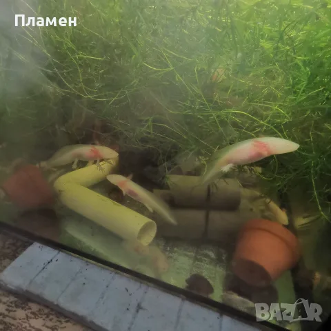 Аксолотъл/Амбистома , снимка 4 - Рибки - 56435339