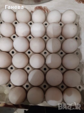 Оплодени яйца от катунски кокошки, снимка 3 - Кокошки и пуйки - 39909799