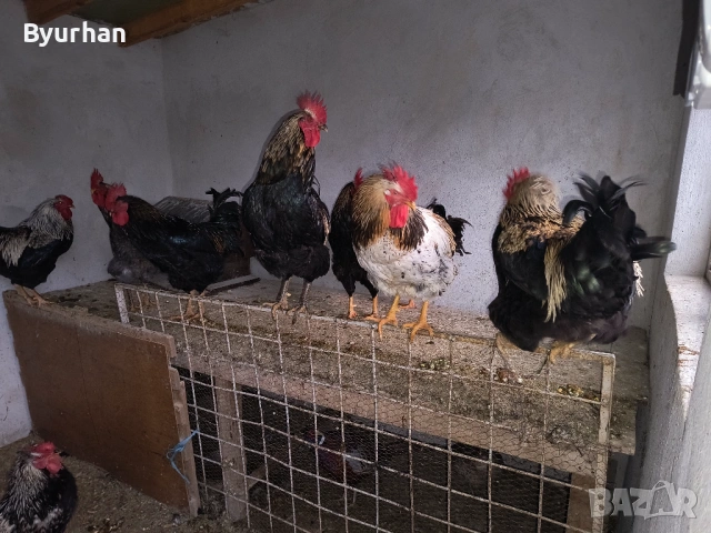 Свободни петли, снимка 2 - Кокошки и пуйки - 54158591