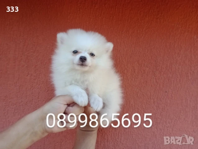 Бял Мъжки Померан , снимка 1