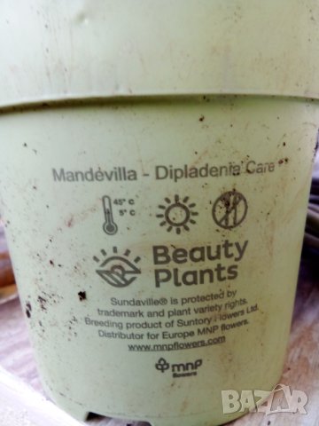 Дамски летни панталонис бродерия, снимка 4 - Панталони - 42673799