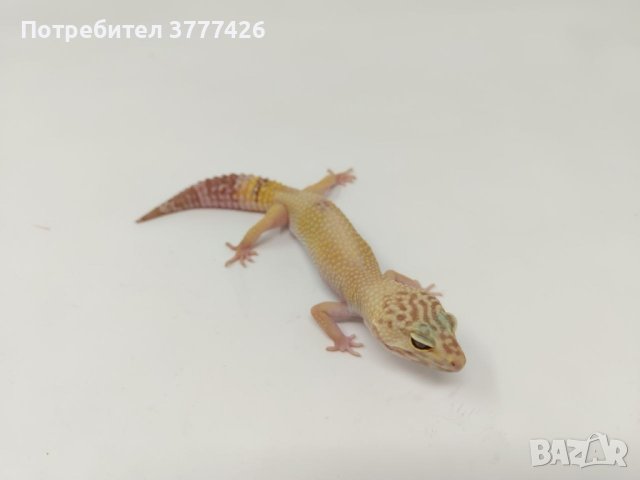 Женски Леопардови Гекони, снимка 5 - Гекон - 44394698