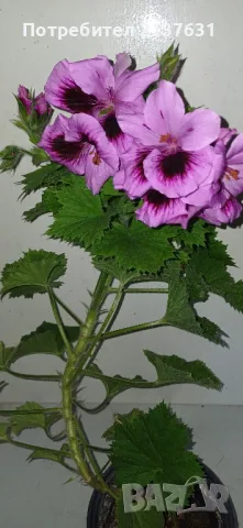 ГОЛЯМО КРАЛСКО МУШКАТО , снимка 1