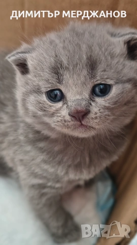 Малки сладкишчета търсят своето семейство, снимка 4 - За котки - 53881582