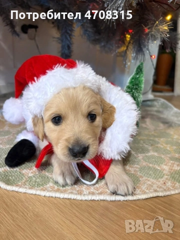 Голдън чистокръвно игриво момче