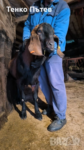 Свободен пръч за продан , снимка 3 - Кози - 53965260