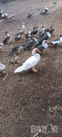 Продавам неми юрдечки малки и големи!, снимка 2 - други­ - 47464575