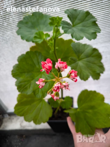 Три големи сортови мушката, растения-майки, снимка 11 - Стайни растения - 54020513