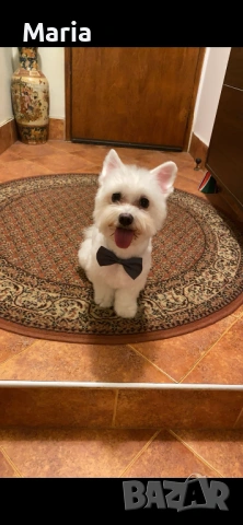 Куче за осиновяване