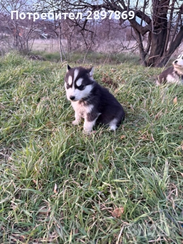 Сибирски хъски, снимка 4 - Хъски - 52967450