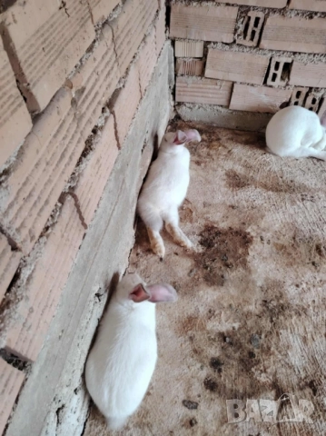 Мъжки зайци Калифорнийски, снимка 1