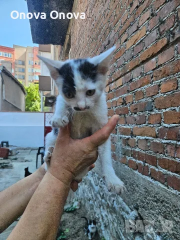 Подарвам котенца, снимка 6 - Други - 56220325