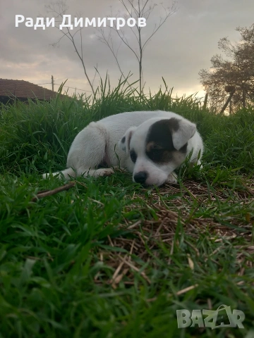 ПОДАРЯВАМ КУЧЕНЦА, снимка 18 - Други - 54158083