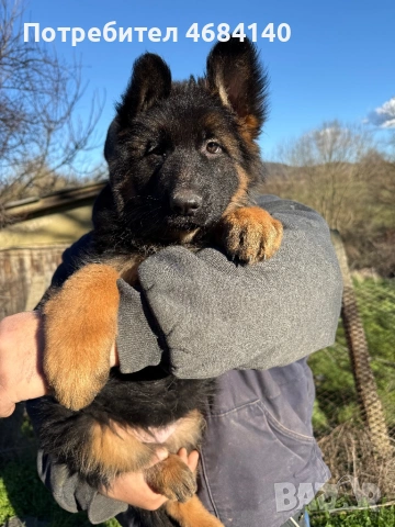 Немска овчарка с дълъг косъм с родословие , снимка 11 - Немска овчарка - 52807212