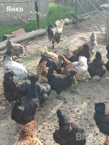 Разплодни яйца, снимка 2 - Кокошки и пуйки - 54241961