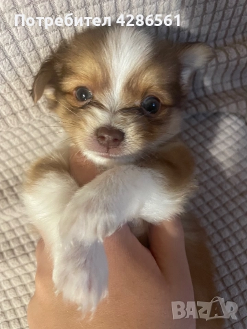 дългокосместо чихуахуа, снимка 1