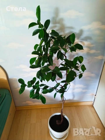 Женшен , снимка 2 - Стайни растения - 54322150