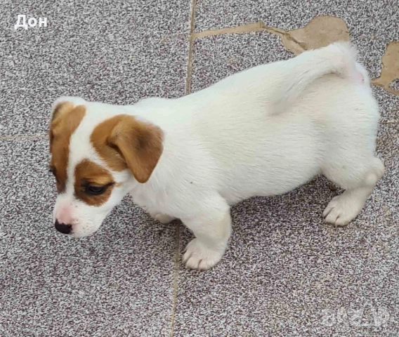 Джак Ръсел Териер 🐾💯, снимка 4 - Джак ръсел териер - 52371254