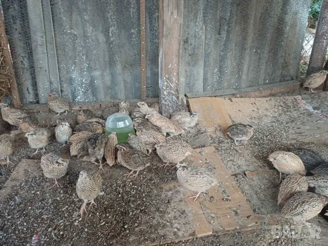 Пъдпъдъци преди пронасяне, снимка 2 - други­ - 56335149