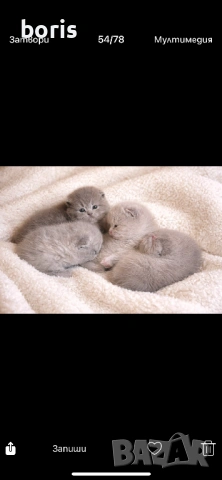 Продавам клепоухи котенца, снимка 3 - Британска късокосместа - 54329111