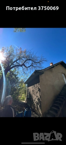 Рязане на опасни дървета по алпийски способ