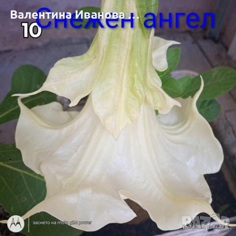 ангелски тромпет , снимка 1