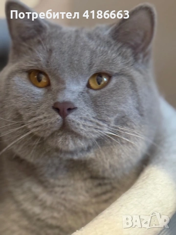 Британска късокосместа цвят люляк търси дама, снимка 2 - Британска късокосместа - 54313520