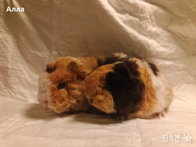 Морски свинчета 