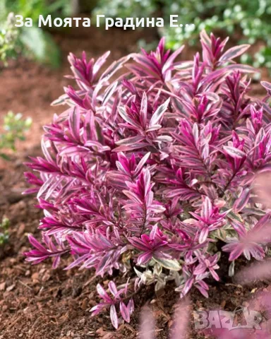 Хабе - Розова принцеса , снимка 2 - Градински цветя и растения - 49760853