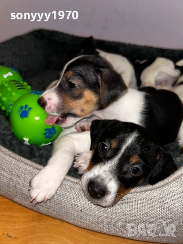 ДЖАК РЪСЕЛ В ТРИ ЦВЯТА-250ЛВ ЗА БРОЙ 0910251438